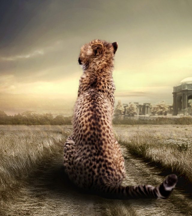 cheetah, animal, animal portrait-614566 cheetah, animal, animal portrait