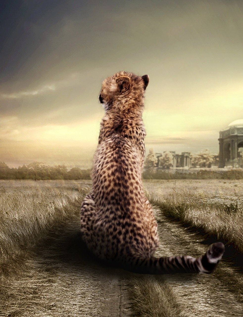 cheetah, animal, animal portrait
