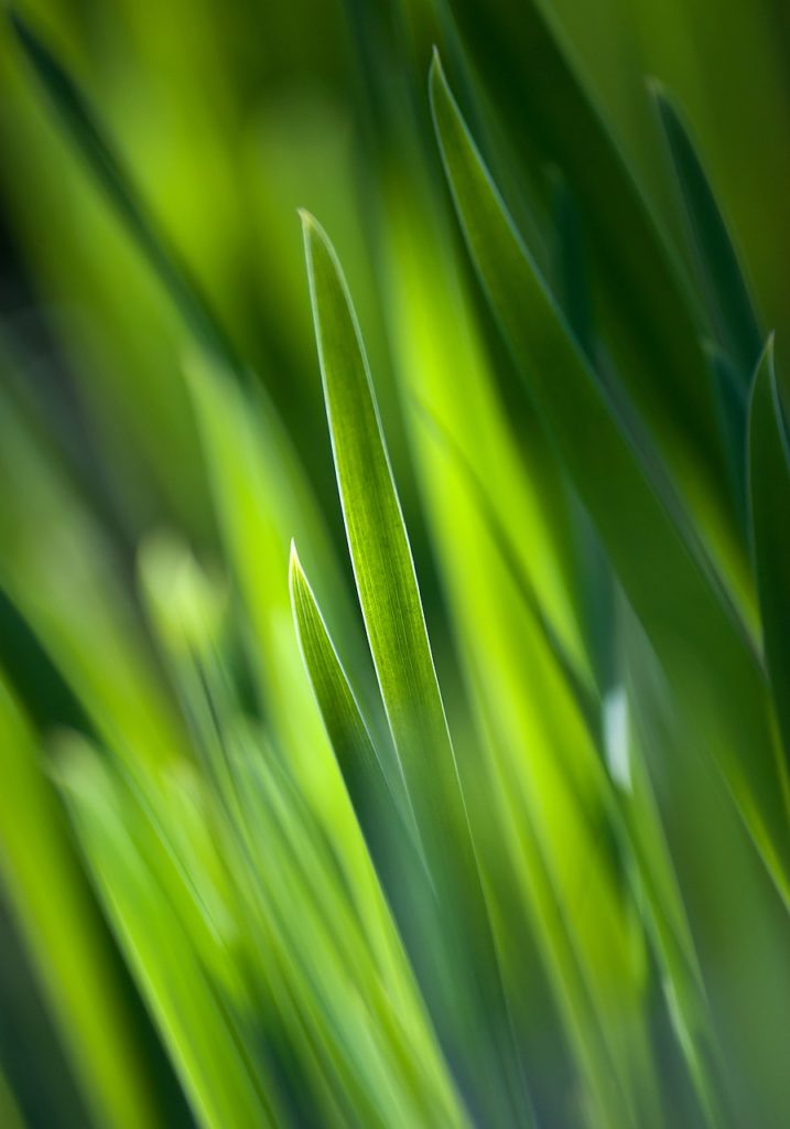 lawn, nature, the freshness